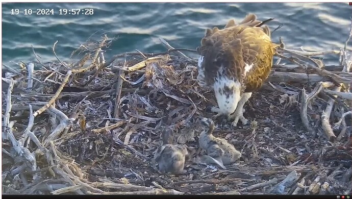 Screenshot 2024-10-19 133001