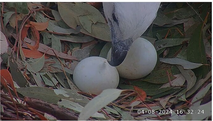 Screenshot 2024-08-04 202457