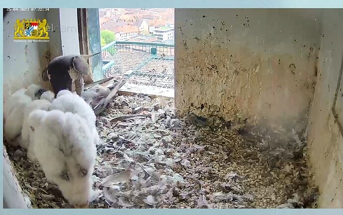 Screenshot_2023-04-25-07-23-00-173~2