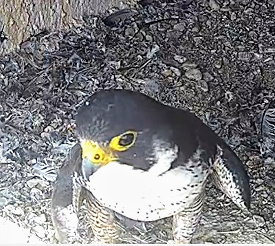 Screenshot_2025-07-18-12-32-39-682_com.android.chrome