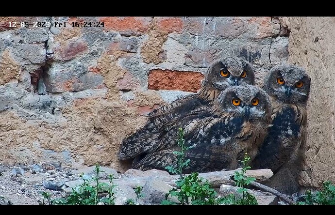 Screenshot_20230512_162504_Samsung Internet