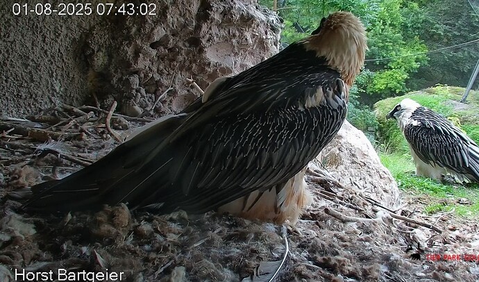 Screenshot_2025-08-01-07-44-09-172_com.android.chrome