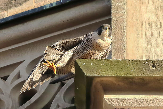 Wanda Lockerungsübung 2a