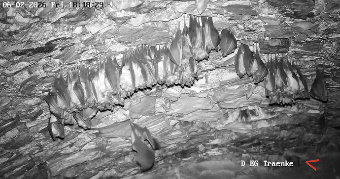 2026-02-6_1 ab 18.00 Wimpi oder Breiti 1