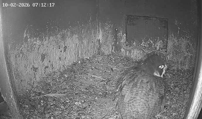 Screenshot_20260210_070606_Chrome