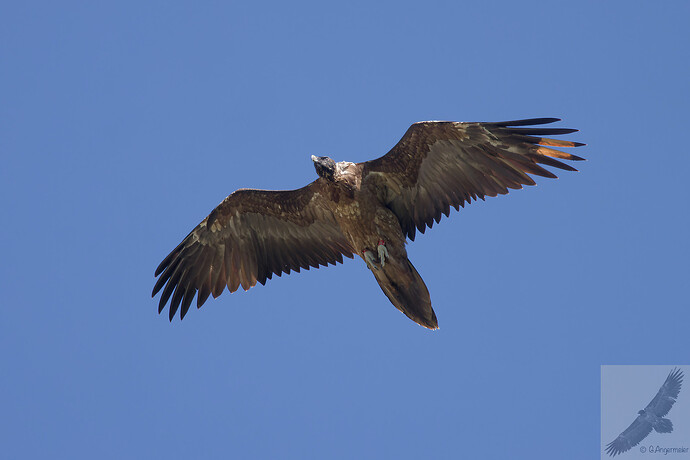 IMG_6016_DxO_DxO