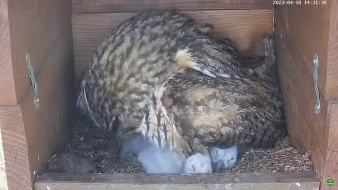 WOHR_230418_Leo_chicks