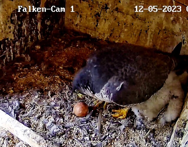 Screenshot_20230512-070359-01