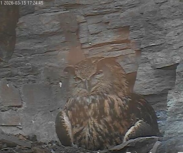 Screenshot_20260315_172725_Samsung Internet