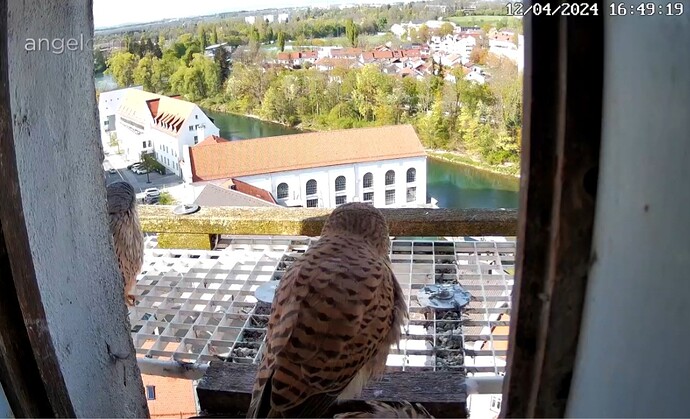 Screenshot_20240412_164937_Chrome