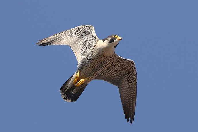 Falco Weiterflug 11
