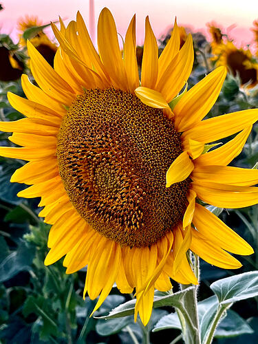 IMG_3570