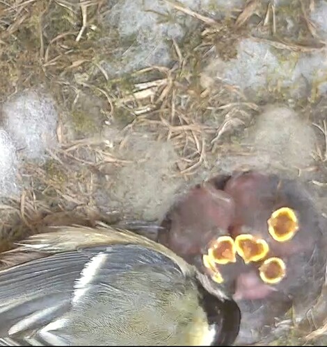 Screenshot_20250509-174758_Chrome