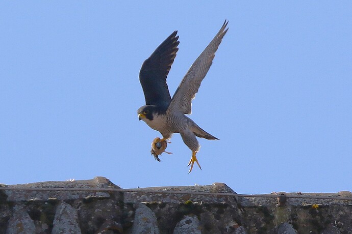 Falco mit Beute 2a
