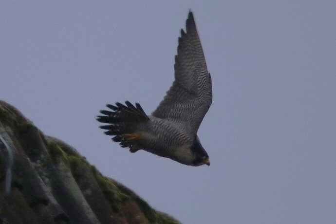 Falco Sonntag 6a