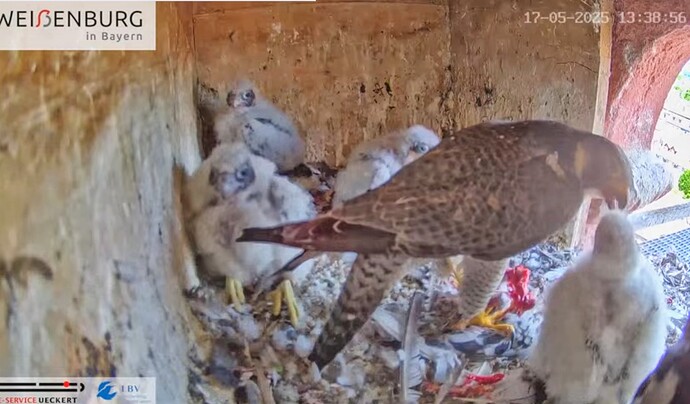 Screenshot_2025-05-17-13-39-06-863_com.android.chrome