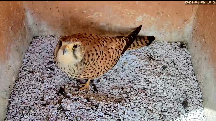 Screenshot_2024-04-06-10-51-31-436_com.android.chrome