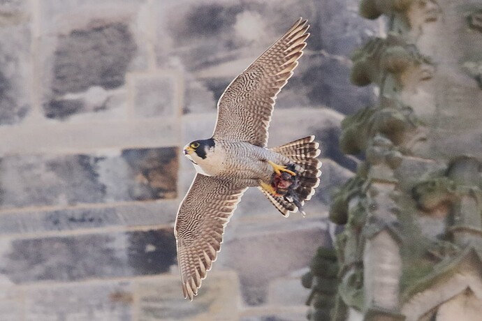 Falco mit Beute 1