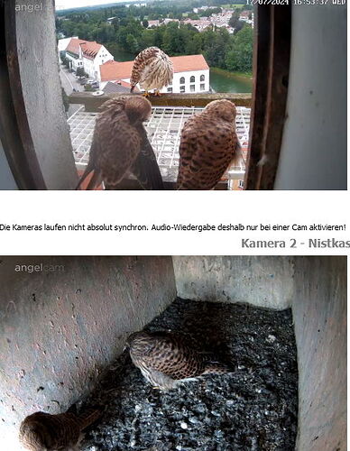 Snap_2024.07.17_16h54m02s_007_