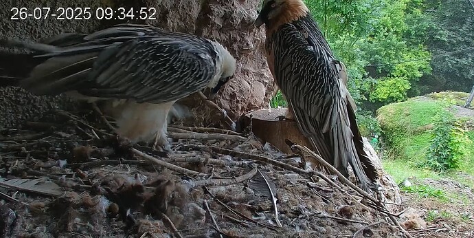 Mascha u. Hans 26.07.25