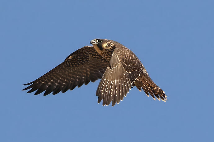 Jungfalke abends 25a