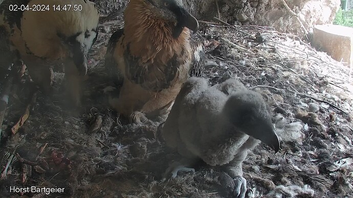 SnapShot-20240402_144756