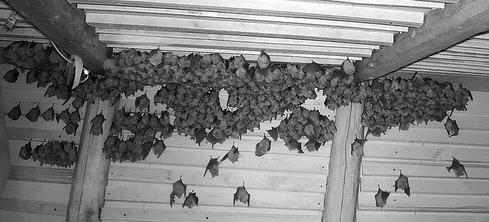 2026-04-10_1 Hufis in WG