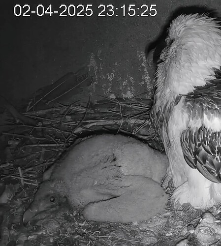 Screenshot_2025-04-02-23-16-39-292_com.android.chrome