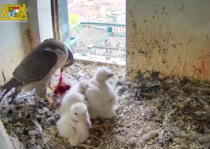 Screenshot_20230417-081912~2