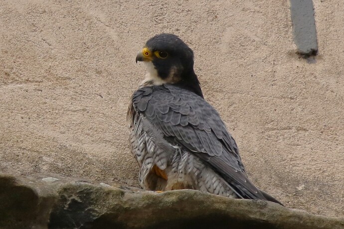 Falco Sonntag 10