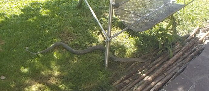 Snap_2025.06.13_11h56m42s_010_