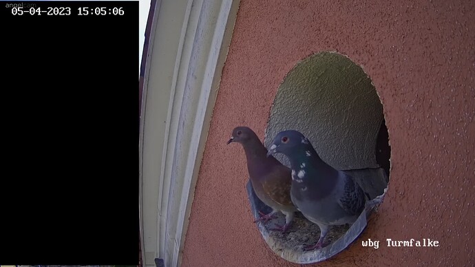 TFN_230504_pigeons