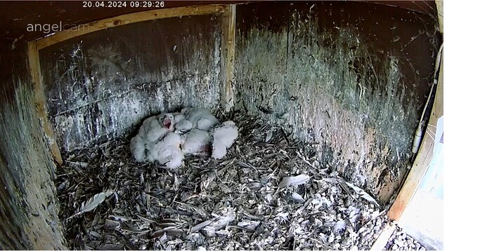 Screenshot_20240420_093002_Chrome