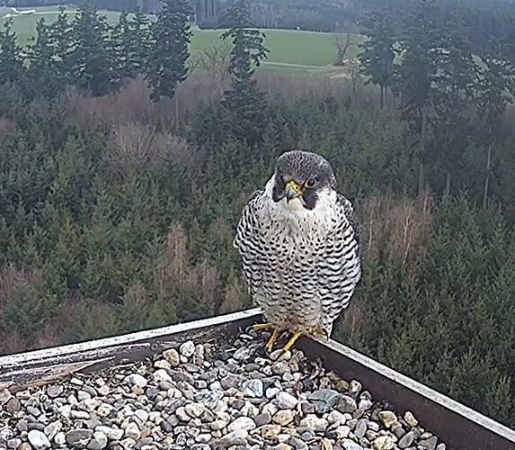 Wanderfalke1-4