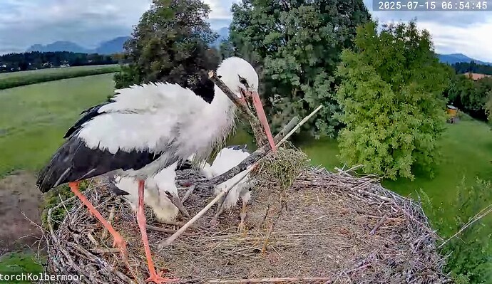 Screenshot_2025-07-15-08-01-30-700_com.google.android.youtube