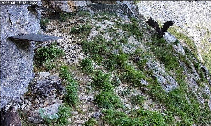 Screenshot 2025-06-15 133534