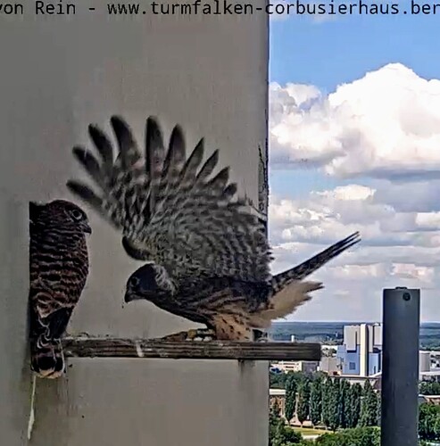 Screenshot_2024-06-13-14-48-46-767_com.android.chrome