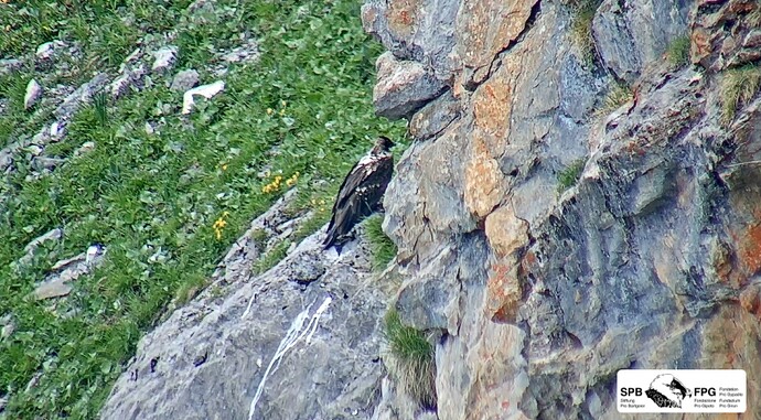 Unter dem Felsen 16.06.26