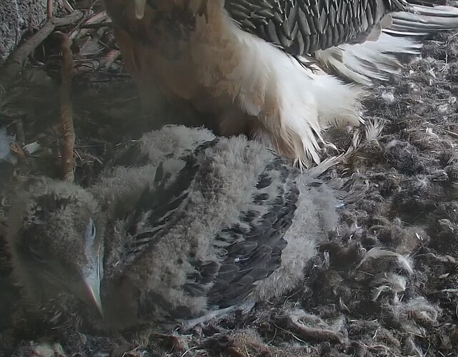 großer Bartili 16.04.24