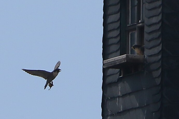 Falco bringt Beute 2a