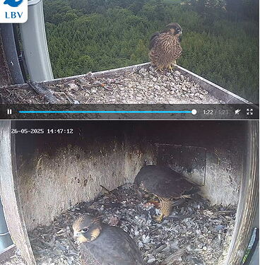 Snap_2025.05.26_15h41m51s_008_