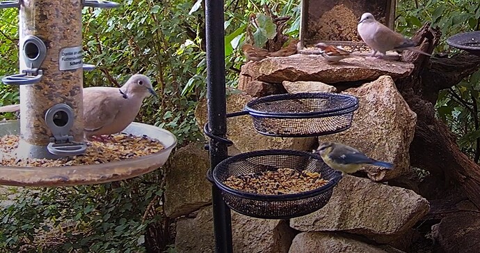 Tütapaar, Blaue und Spatzen 02.07.24