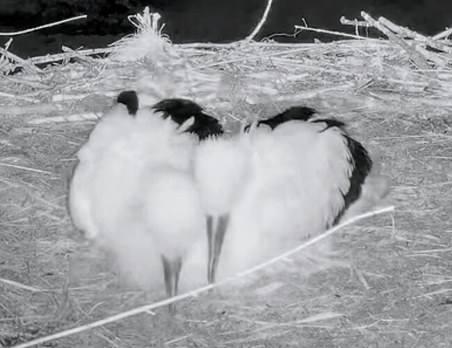 Screenshot_2025-07-19-05-22-03-816_com.google.android.youtube