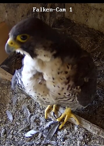 Screenshot_20230723-121925~2