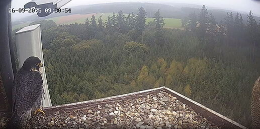 Snap_2025.09.26_09h31m13s_004_