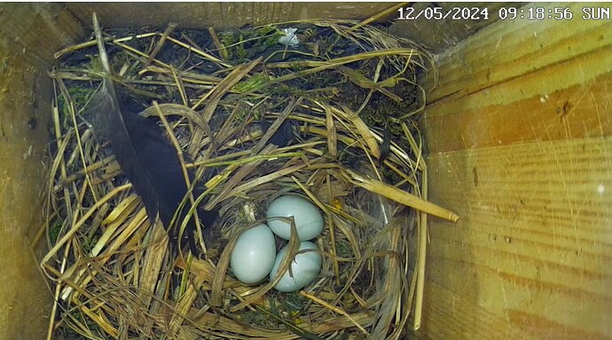 Screenshot 2024-05-12 092215