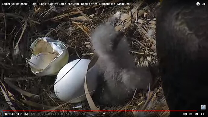 CACC_230110_chick