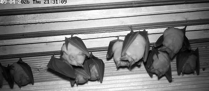 2026-04-09_1 Hufis nach der Jagd 1