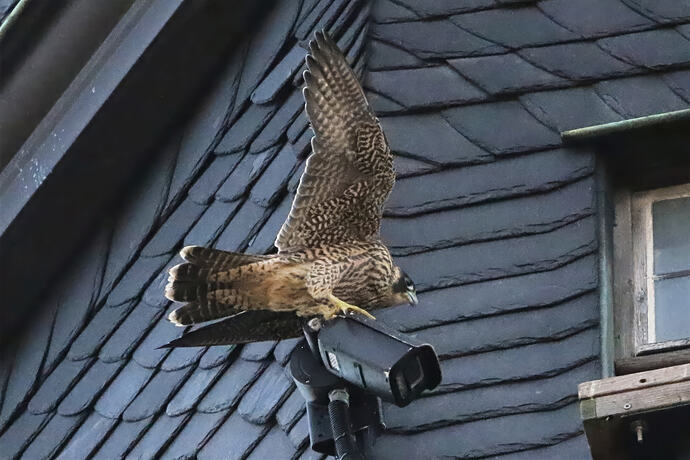 Jungfalke auf Kamera 2a
