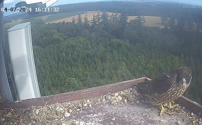 Screenshot_20240704_171015_Chrome